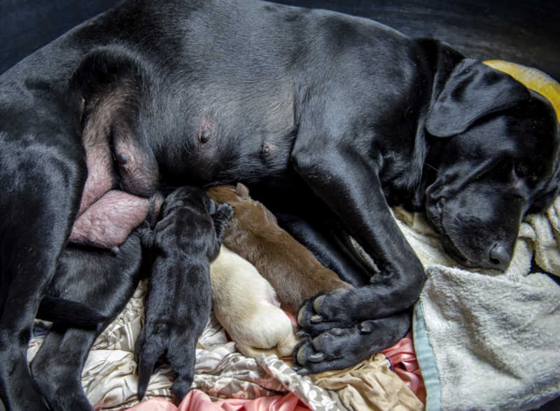 labrador dog gave birth to 3 multi-color puppies (black, cream and chocolate