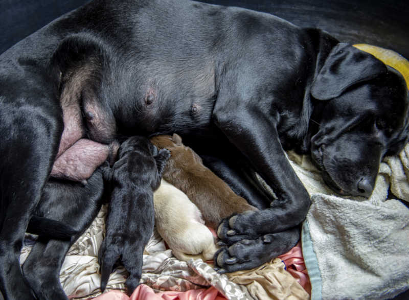 do pregnant dogs sleep a lot before giving birth