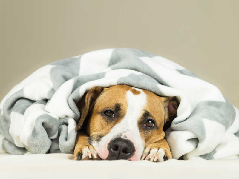 tired 3-week pregnant dog under a bed cover