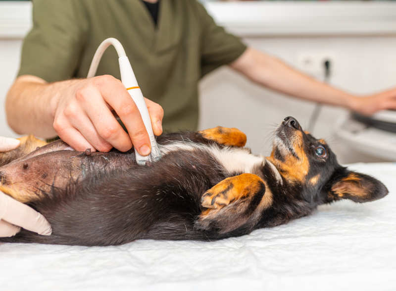 4-week pregnant Jack Russell Terrier dog having ultrasound scan in vet office