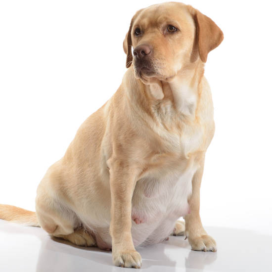 pregnant labrador likely in week 8 of pregnancy