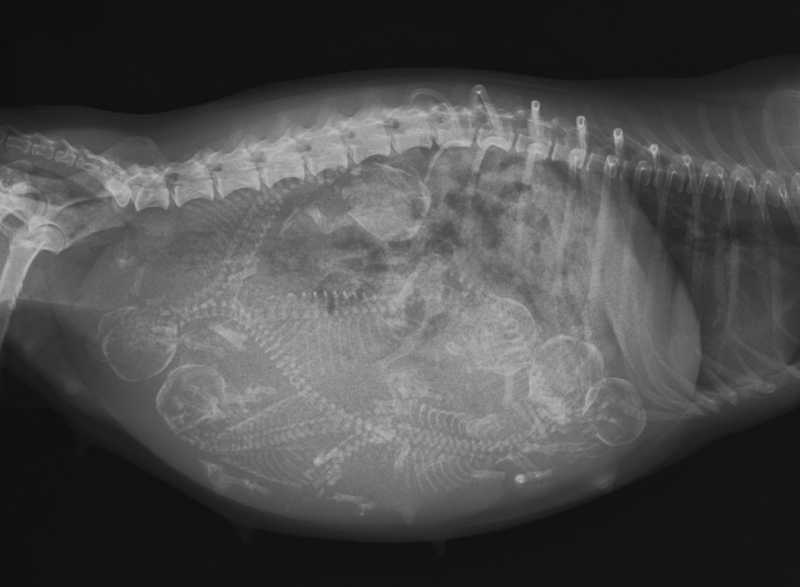 xray of 6-week pregnant dog