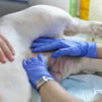 Lump on Dog’s Privates? 10 Likely Reasons [With Pictures]