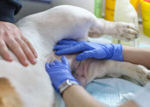 Lump on Dog’s Privates? 10 Likely Reasons [With Pictures]
