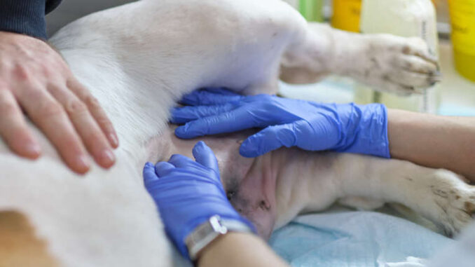 veterinarian inspecting dog's private area for lumps or bumps