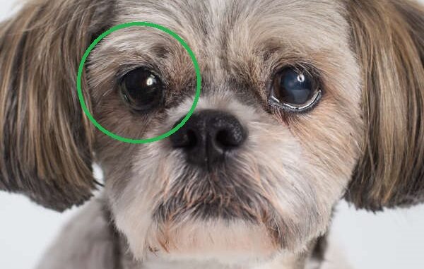 Prosthetic & Glass Eyes for Dogs: A Guide for Dog Owners