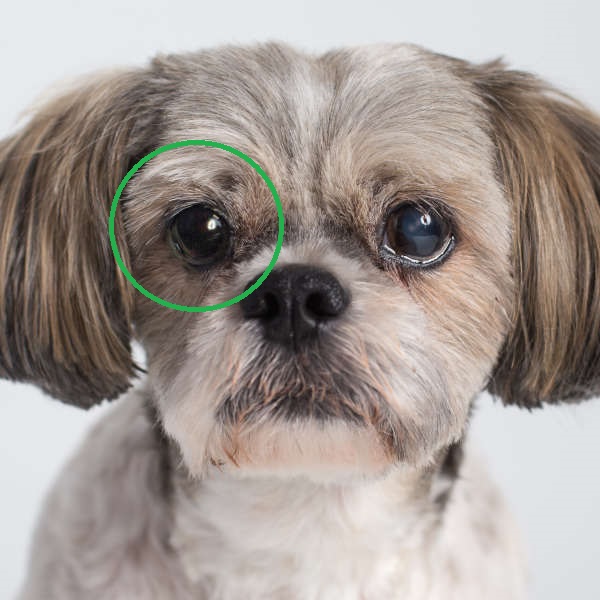 Prosthetic & Glass Eyes for Dogs A Guide for Dog Owners