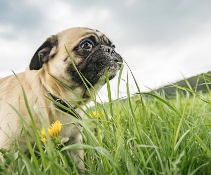 pug eating grass