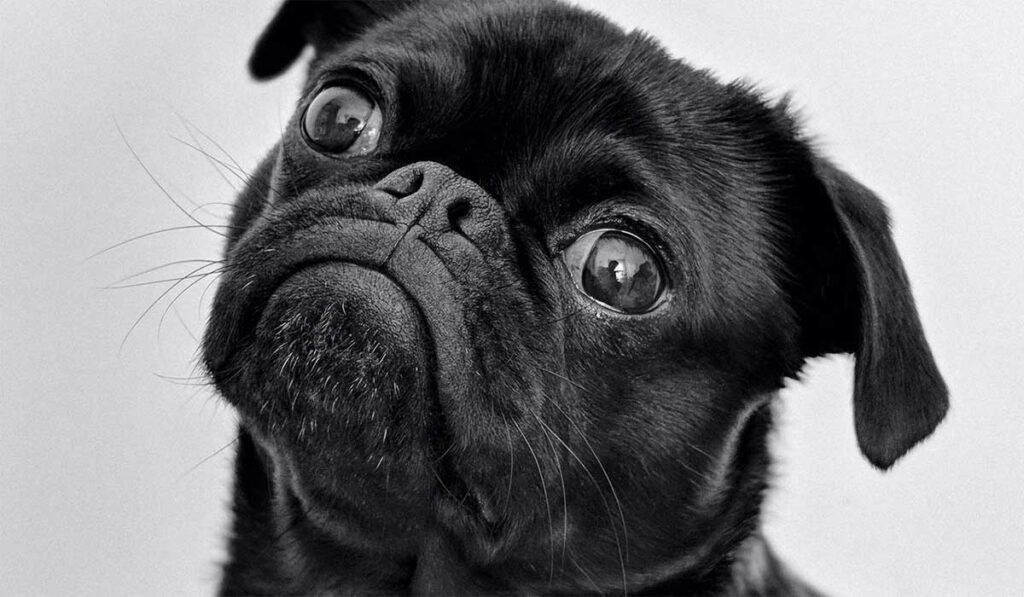 pug portrait