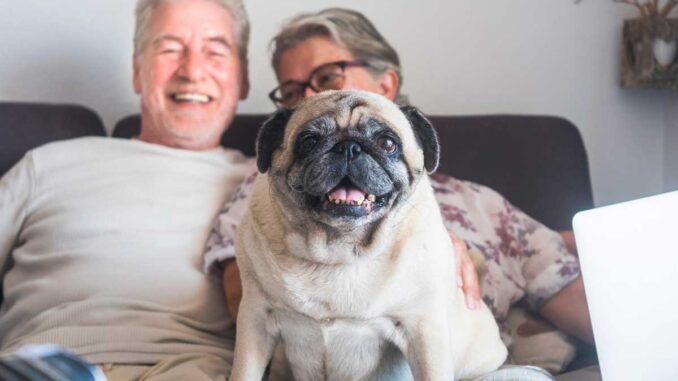 pug sitting on senior people's laps