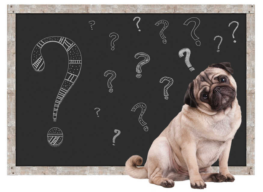 sweet smart pug puppy dog sitting in front of  blackboard with chalk question marks, isolated on white background