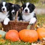 several pumpkins with dogs