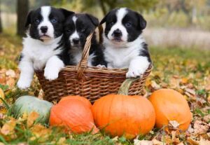 Is Pumpkin Truly a Miracle Food For Dogs’ Anal Gland Issues? What Truly Works.