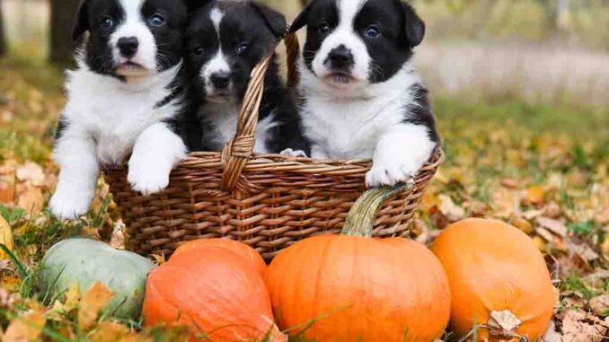 several pumpkins with dogs