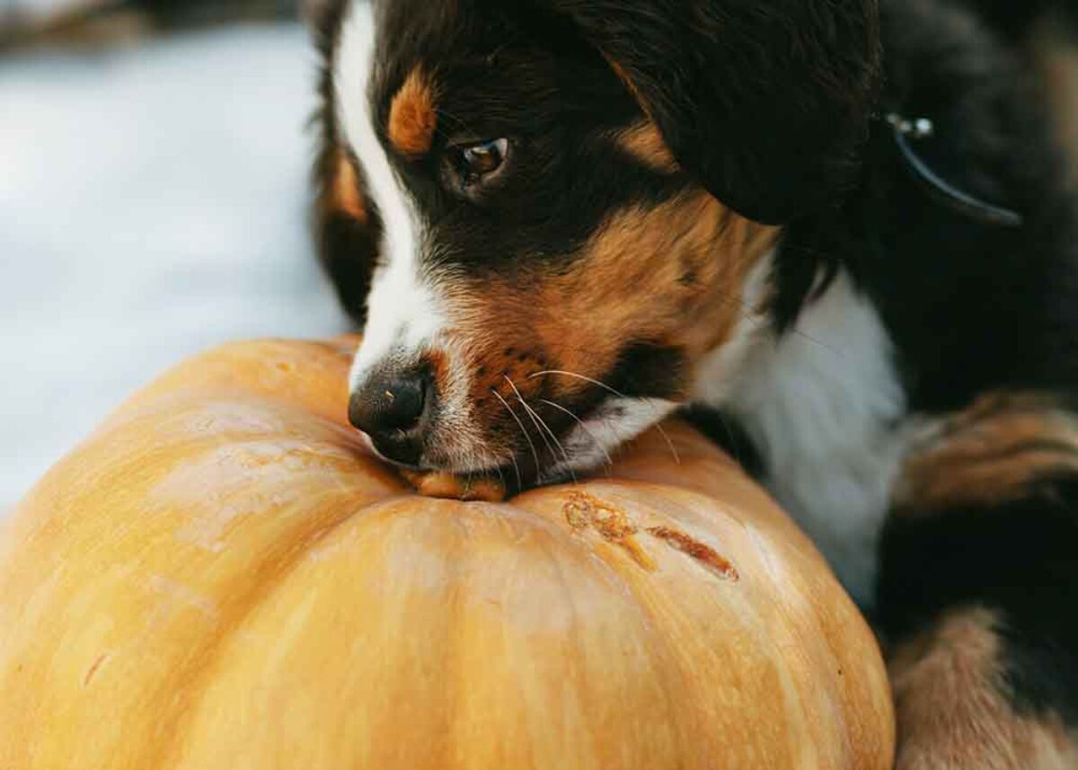 How Fast Does Pumpkin Help a Dog with Diarrhea