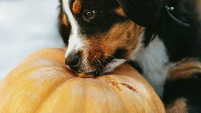 When to give 2024 a dog pumpkin