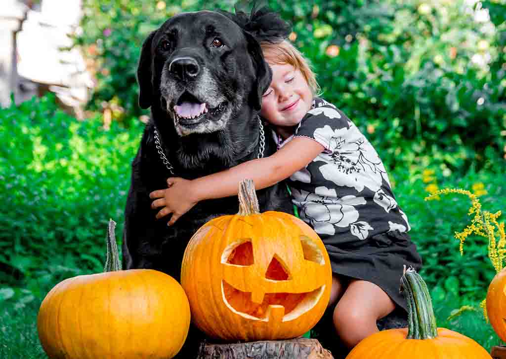 dog hugging girl on top of pumpkins
