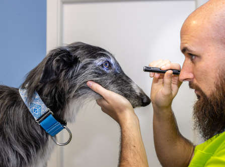 Veterinarian doing an ophthalmologic exam of a greyhound's eye pupil in a clinic