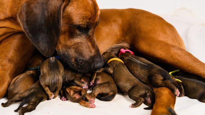 mom with puppies feeding