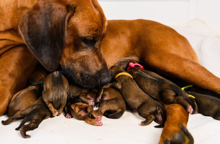 Four Steps to Induce Dog Labor At Home (Without Your Vet)