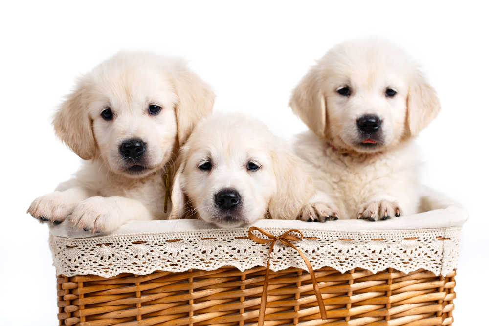 puppies in basket
