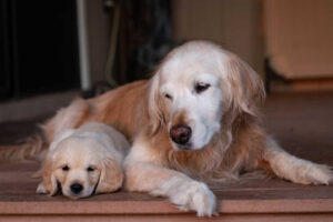 Puppy And Older Dog: Can It Work? Our Dog Trainer Explains.