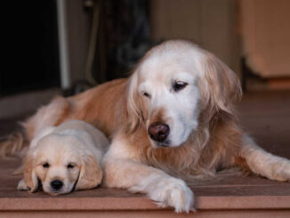 puppy and senior dog laying on the floor together