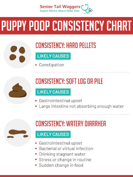 puppy poop consistency chart