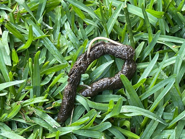 young puppy's poop with worms