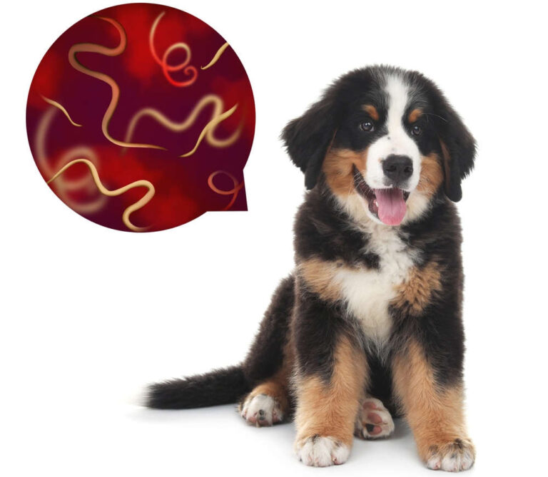 There Are Tapeworms in My Puppy’s Poop – What Should I Do?
