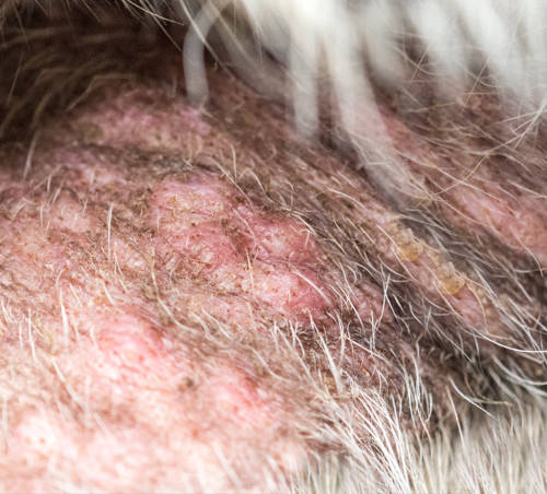 telltale signs of pustules on dog skin with raised bumps and the red and inflamed skin.