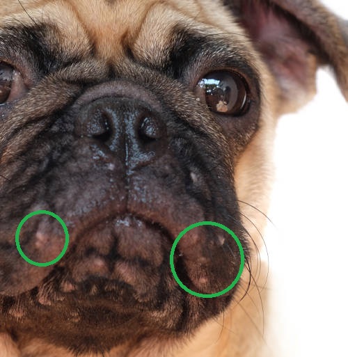 white or gray pustules on a pug's lips and chin
