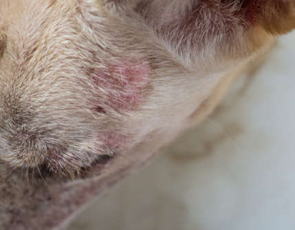 Pustules on a dog's head