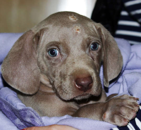 skin issues as a result of puppy pyoderma
