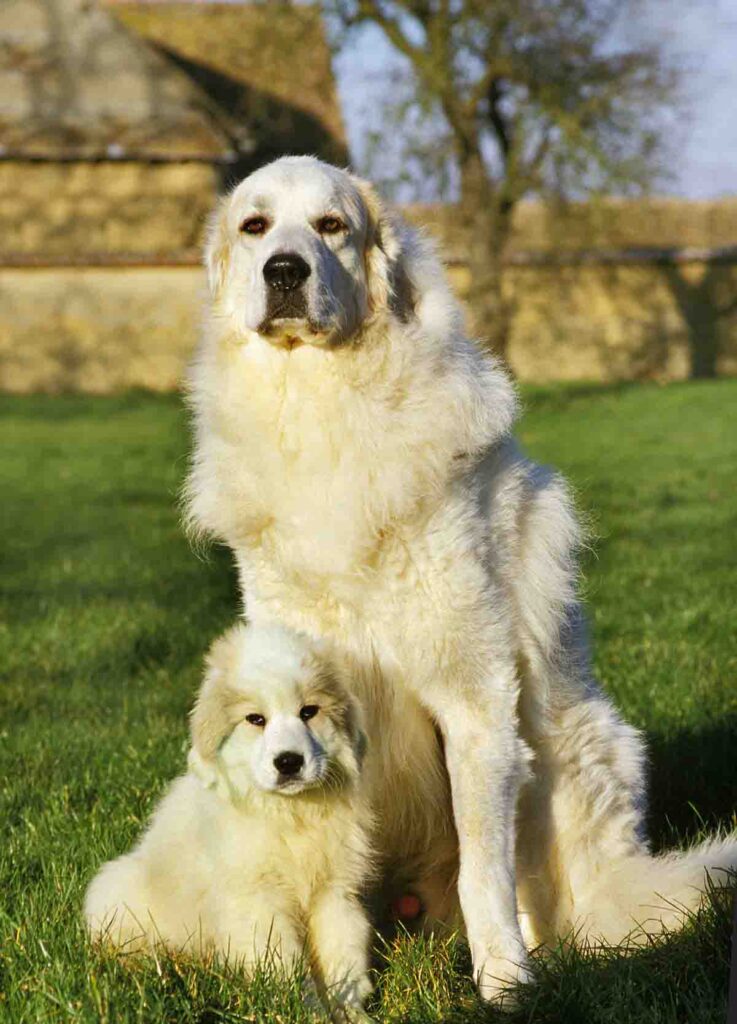 white great pyrenee dog with puppy