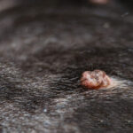 6 Types of Raised Bumps Growing Over the Skin in Dogs