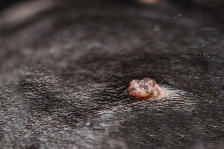 6 Types of Raised Bumps Growing Over the Skin in Dogs