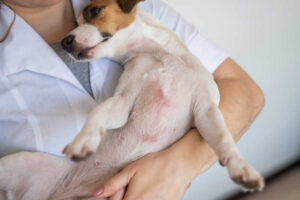 Red Rash on Dog: Our Vet Shares the Best Creams, Ointments and Home Remedies