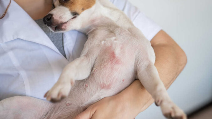 Veterinarian holding a jack russell terrier with dermatitis red rash