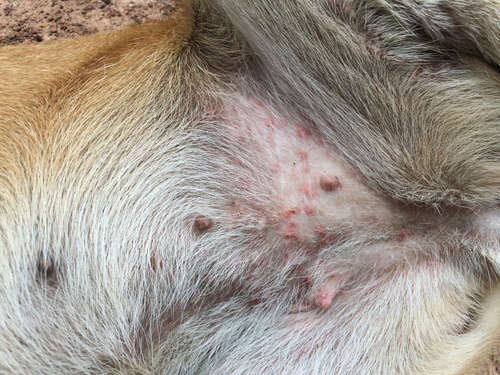 red rash on the abdomen of female dogs 