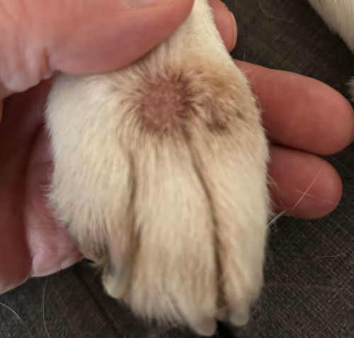 abscess on dog's paw
