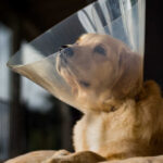 Female dog recovering from spay surgery with cone around the head