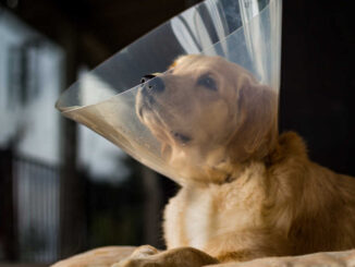 Female dog recovering from spay surgery with cone around the head