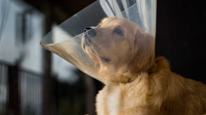 Female dog recovering from spay surgery with cone around the head