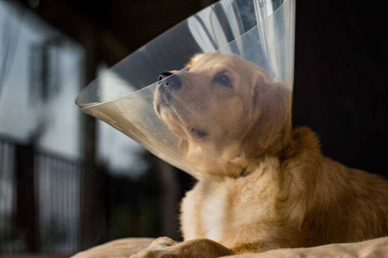 Timeline for Dog Spay Recovery [By A Spay Surgeon]