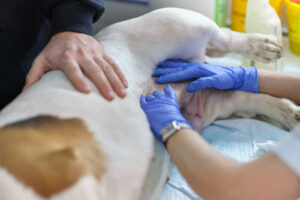 Red Spots on Dog’s Belly: 5 Things to Know