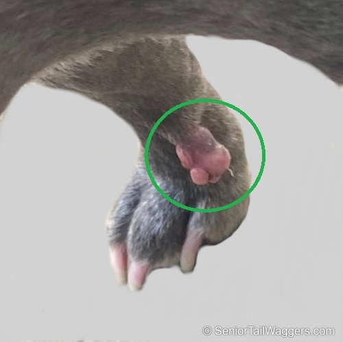 large skin tag on a dog's leg