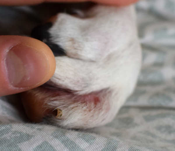 red bump on a dog's paw