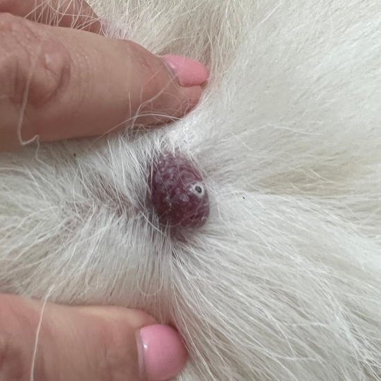 raised, dark purple sebaceous cyst on a dog