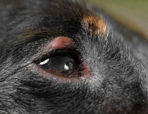 red bump on dog's eyelid due to allergies